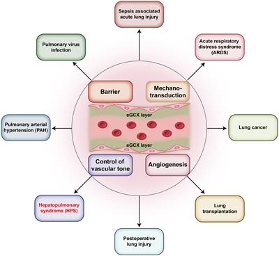 Endothelial glycocalyx in hepatopulmonary syndrome: An indispensable player mediating vascular changes